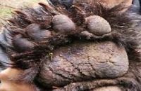 Bearpaw Outfitters