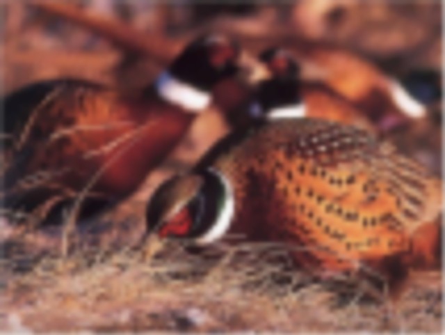 Pheasant and Chukar Packages on 130 Acres of Gorgeous New England Cover on Private Preserve featured image