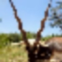3_queens_blackbuck__resize-thumb