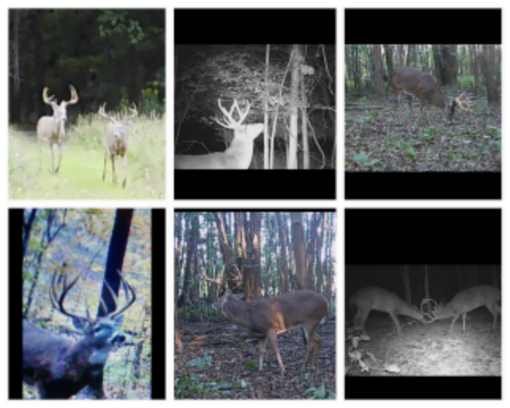 DIY deer and turkey hunts in Western Kentucky images 1