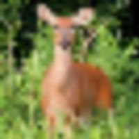 235 Acres Elmslie Memorial CA Deer and Squirrel Hunting in Jefferson, MO images 3
