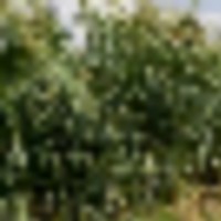 303.4 Acre Farm Near Cheraw CO For Sale images 5