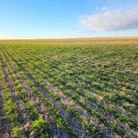 Quarter Section of Nearly 100 Tillable Cropland in Phillips County