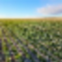 Quarter Section of Nearly 100 Tillable Cropland in Phillips County