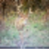 4b5e499f-a2b8-4344-acb9-8c34bc14aaea-2__resize-thumb