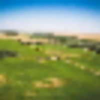 Tee Cross Ranches Southern Hay Operation images 5