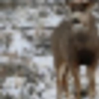 Lay Creek Ranch
