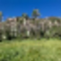 Black Cat at 480 Ranch images 2