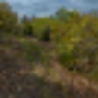 55_acres_woods3_2023__resize-thumb