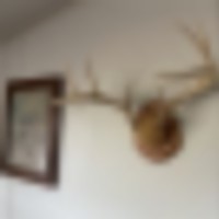 SOUTH TEXAS HUNTING LODGE EXPERIENCE. Serious hunters only. images 2