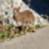 5th_pic_deer__resize-thumb