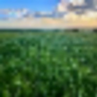 Potential Building Site With Amazing Views And Mature Shelter Belt images 1