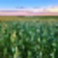 Potential Building Site With Amazing Views And Mature Shelter Belt images 4