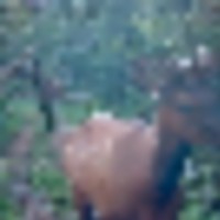 Copper Ridge Ranch images 5
