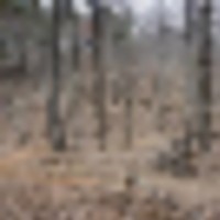 10130 Acres Dawson Forest City of Atlanta Tract Deer hunting in Dawson, GA images 3