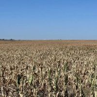 High Production Flagler Colorado Farmland