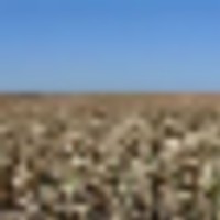High Production Flagler Colorado Farmland