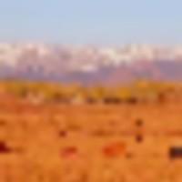 Beaver Mesa Livestock Elk Ranch