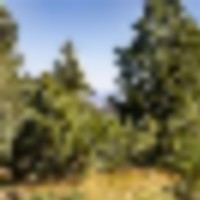 Ponderosa Lot 2 images 4