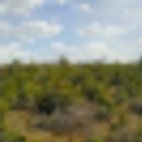 40 Acres in Ridgway Colorado NO HOA