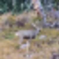 13 Timber Ridge at Cordova Pass images 3