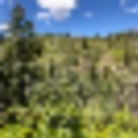 San Isabel National Forest Camp