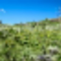 Tomichi Dome Hunting Ranch images 5