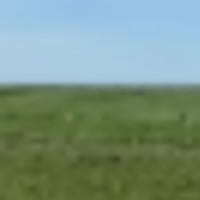 Li Cattle Ranch images 4