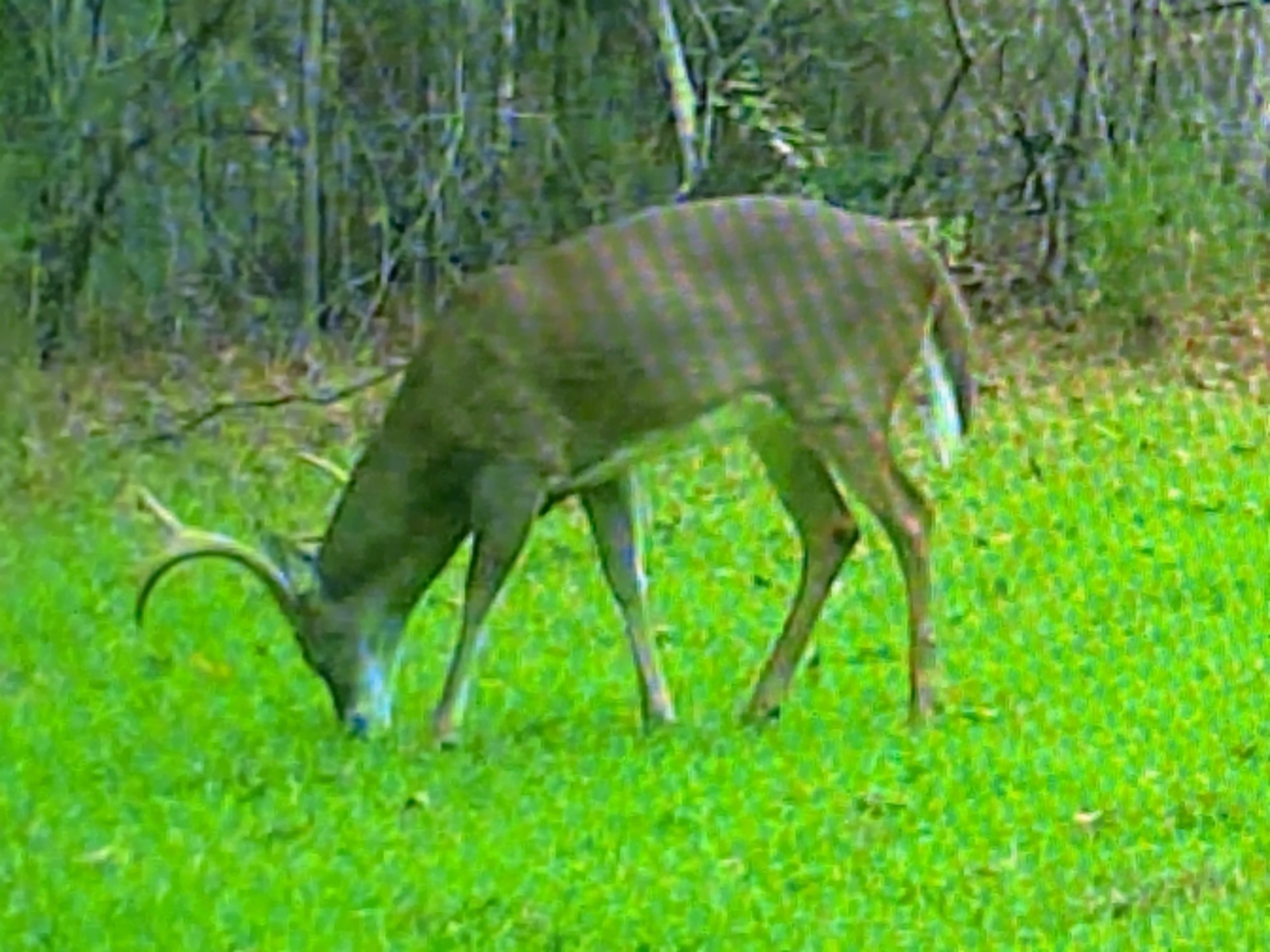 Beautiful 880 contiguous acres of trophy whitetail deer and Turkey hunting images 4