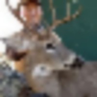 8_pt._wt_buck_crash__resize-thumb