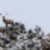 Loaded Elk Ranch images 1