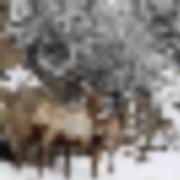 Loaded Elk Ranch images 2