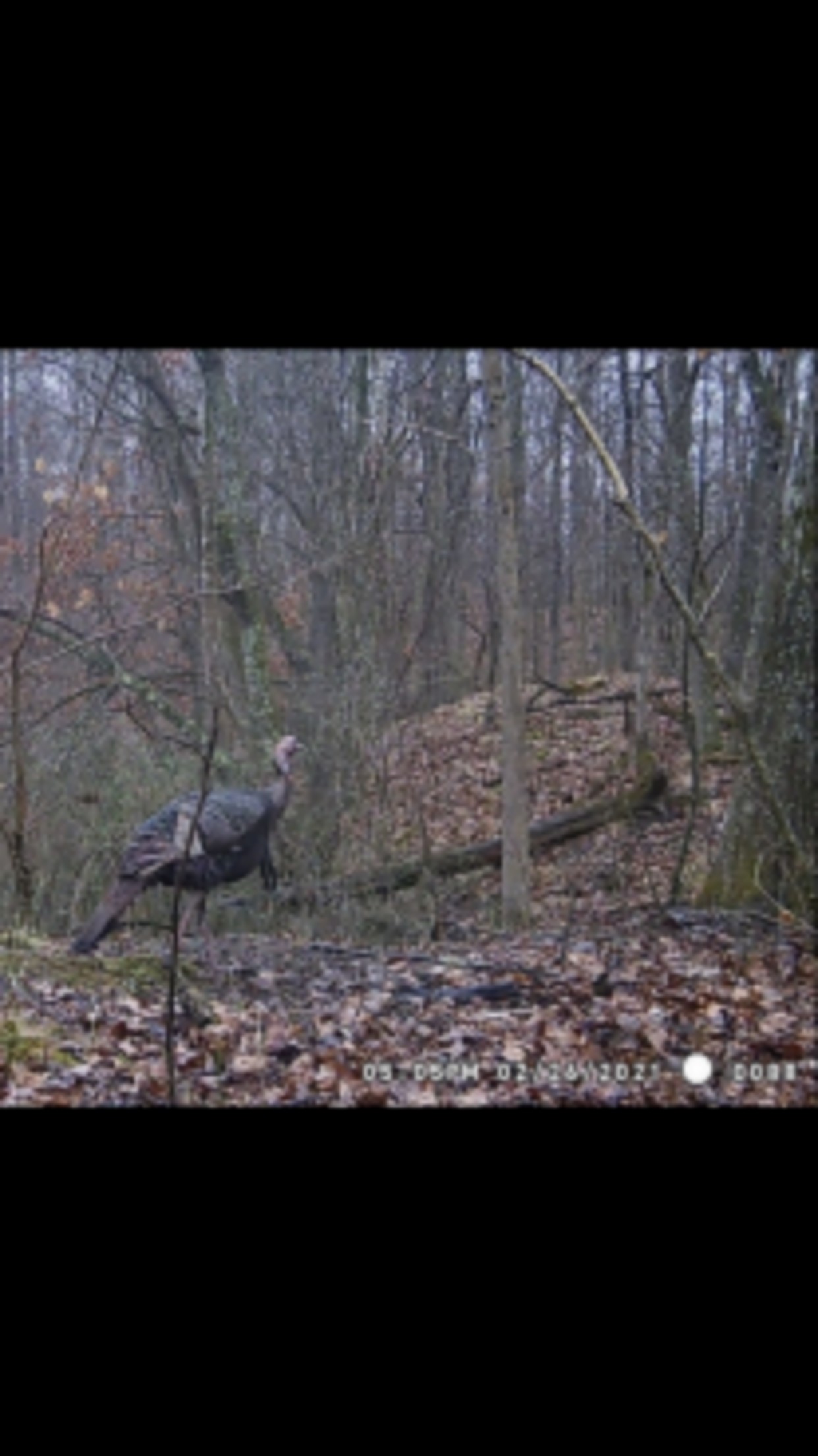 DIY deer and turkey hunts in Western Kentucky images 3