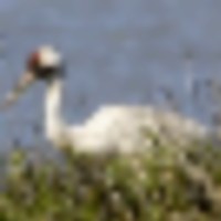 Aransas NWR of 153,950 Acres Waterfownl Hunting Land in Aransas, TX images 2