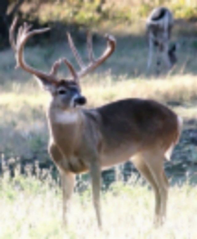 Trophy white tail deer daily guided hunt featured image