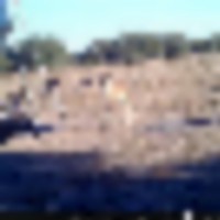 Big_Buck_Under_Feeder__resize-thumb