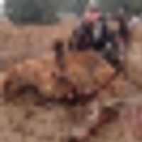 Brandon_Red_Stag__resize-thumb