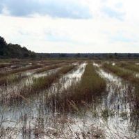 800 Acres Catfish Waterfowl Impoundment Duck Hunting Land in Craven, NC