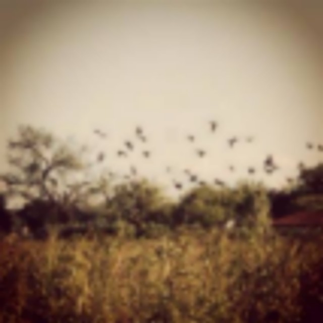 South Texas Dove Hunts (Groups & Corporate Welcome!) featured image