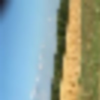 Dove_Field_Photo__resize-thumb