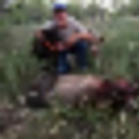 GPS_tracked_hog_dogs__resize-thumb