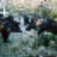 IMG_0307_2__resize-thumb