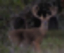 Trophy white tail deer daily guided hunt