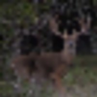 Trophy white tail deer daily guided hunt