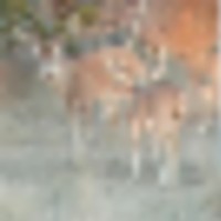 IMG_2003__resize-thumb