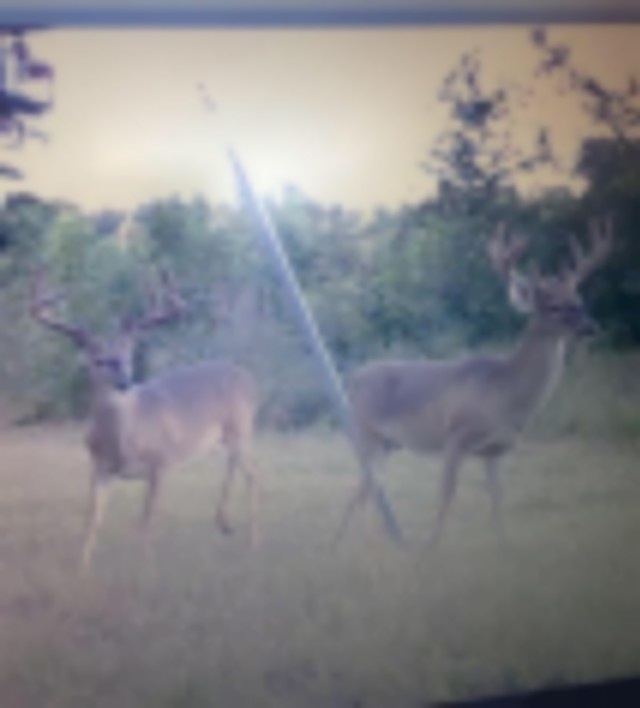 MLD3 managed Deer lease featured image