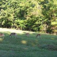 8,735 Acres of Barren River Lake WMA offering Turkey Hunting in Barren, KY