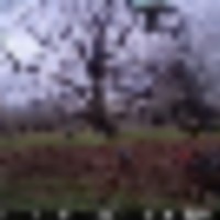 North_Irby_Turkeys__resize-thumb