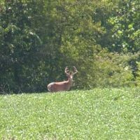 1000 acres in Pike county IL hunting lease