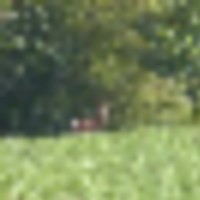 1000 acres in Pike county IL hunting lease